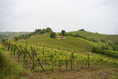 Scenic view of vineyard against sky