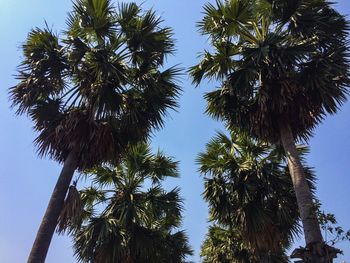 Low angle view of coconut palm trees against sky