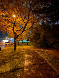 Trees in park during autumn