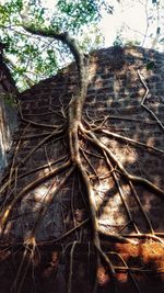 Low angle view of tree