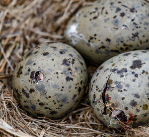 High angle view of eggs in nest