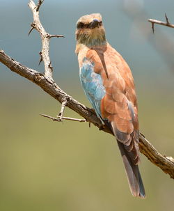 Low angle view of bird perching on branch