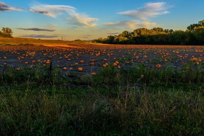 Scenic view of field against sky during sunset