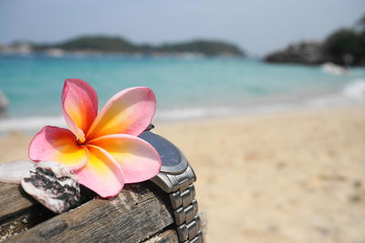 Close-up of pink flower on beach