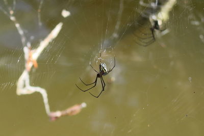 Close-up of spider on web