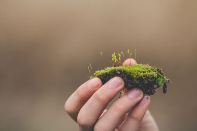 Close-up of hand holding small plant