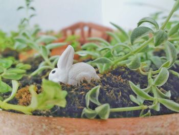 Close-up of potted plant