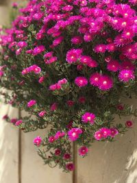 Close-up of pink flowers blooming outdoors