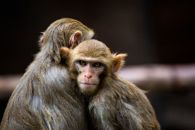 Close-up of monkey looking away