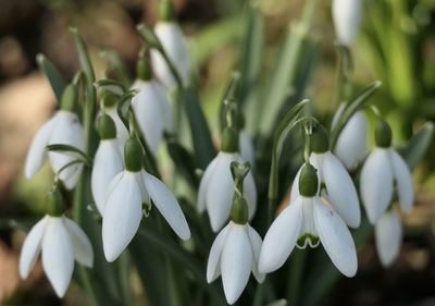 Close-up of white flowering plants