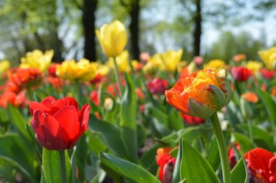 Close-up of orange tulips