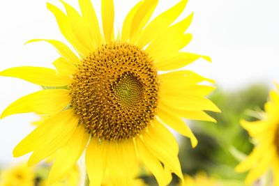 Close-up of sunflower