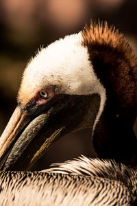 Close-up of a bird