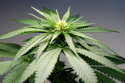 Close-up of fresh green plant