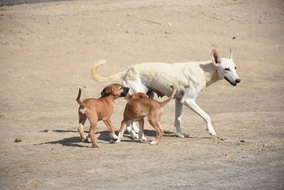 View of dogs running on street