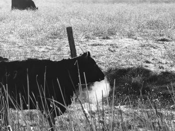 View of cow on field