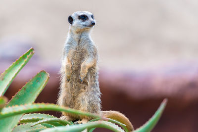 Close-up of an animal looking away