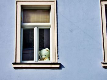 Teddy baer behind window