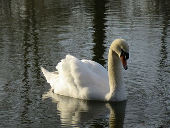 Swan swimming in lake