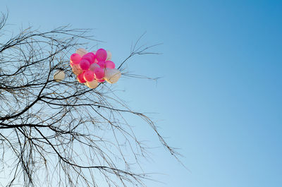 Low angle view of pink flowers against clear sky