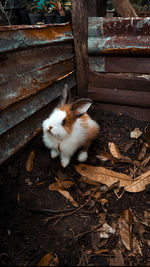 Cute rabbit