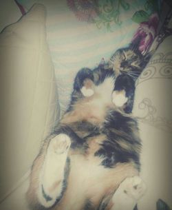 Cat resting on tiled floor