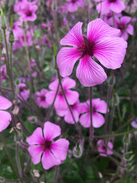 flowering plant