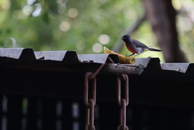 Close-up of bird perching on roof