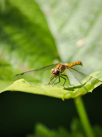 Close-up of insect on plant