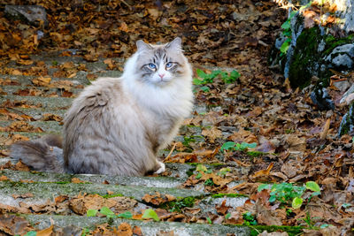 A birman, also known as sacred cat of burma.