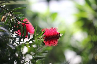 Close-up of pink flower