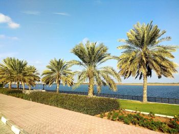 Palm trees on beach against sky