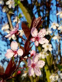 Close-up of flowers on tree