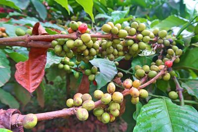 Close-up of berries growing on tree