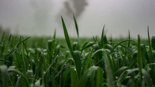 Close-up of wet crops on field