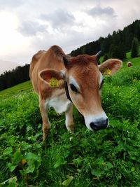 Cow on grassy field