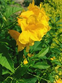Close-up of yellow flower blooming outdoors