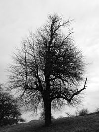 Bare trees on field