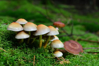 Close-up of mushrooms growing on field