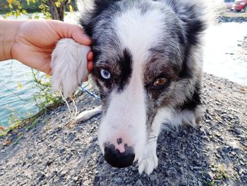 Close-up portrait of dog