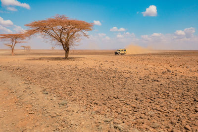 A tourist vehicle amidst acacia trees driving in chalbi desert in marsabit county, kenya