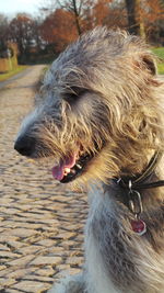 Close-up of dog sticking out tongue