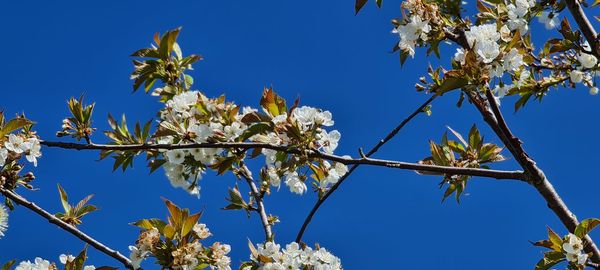 Low angle view of flowering plant against blue sky