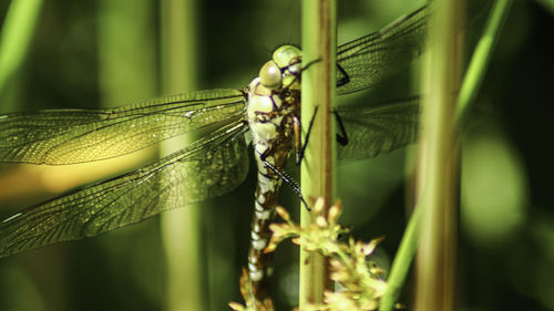 Close-up of insect on plant