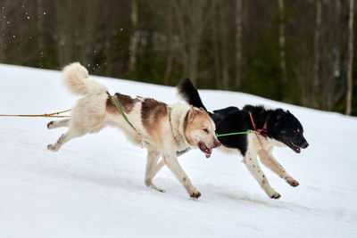 Dog running in snow