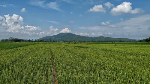 Scenic view of agricultural field against sky