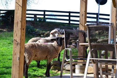 Sheep standing at farm