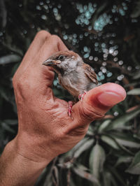 Close-up of hand holding bird