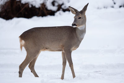 Deer standing on snow covered land