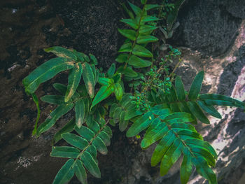 High angle view of fresh green plant on rock